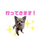 毎日ひょうくんサラちゃん（個別スタンプ：20）