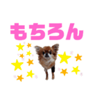 毎日ひょうくんサラちゃん（個別スタンプ：24）