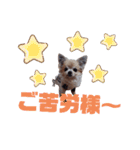 毎日ひょうくんサラちゃん（個別スタンプ：27）