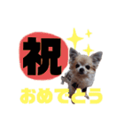 毎日ひょうくんサラちゃん（個別スタンプ：33）