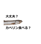 カペリンくん（個別スタンプ：3）