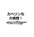 カペリンくん（個別スタンプ：14）