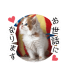 ねこまーち ダイヤモンドプリンス（個別スタンプ：1）