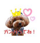 トイプー結愛の朝（個別スタンプ：6）