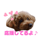トイプー結愛の朝（個別スタンプ：7）