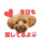 トイプー結愛の朝（個別スタンプ：11）