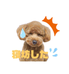トイプー結愛の朝（個別スタンプ：12）
