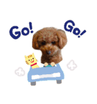 トイプー結愛の朝（個別スタンプ：13）