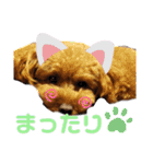 トイプー結愛の朝（個別スタンプ：14）