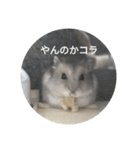 とろちゃん①（個別スタンプ：5）