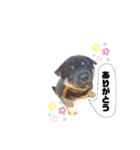 黒柴のPONZU（個別スタンプ：5）