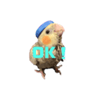インコちゃん！！（個別スタンプ：1）