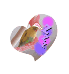 インコちゃん！！（個別スタンプ：3）