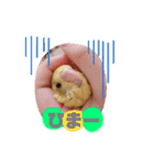 インコちゃん！！（個別スタンプ：5）