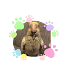 インコちゃん！！（個別スタンプ：6）