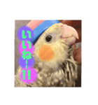 インコちゃん！！（個別スタンプ：7）