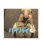 インコちゃん！！（個別スタンプ：9）