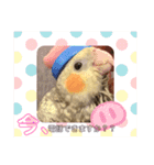 インコちゃん！！（個別スタンプ：12）
