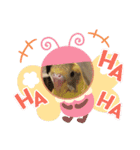 インコちゃん！！（個別スタンプ：13）