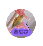 インコちゃん！！（個別スタンプ：15）