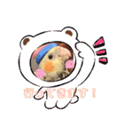 インコちゃん！！（個別スタンプ：16）