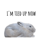 うさぎの写真で英会話（個別スタンプ：24）