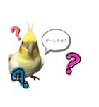 ぷちゃ爺（個別スタンプ：3）