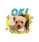 愛犬陸コレクション（個別スタンプ：5）