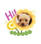 愛犬陸コレクション（個別スタンプ：6）