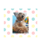 愛犬陸コレクション（個別スタンプ：7）