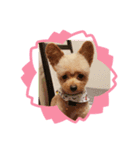 愛犬陸コレクション（個別スタンプ：8）