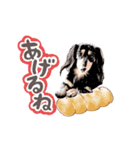 ミニチュアダックスの気ままなランチ25（個別スタンプ：1）