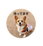 コーギーゆずスタンプ②（個別スタンプ：2）