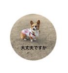コーギーゆずスタンプ②（個別スタンプ：4）