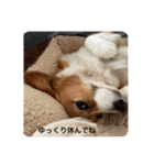 コーギーゆずスタンプ②（個別スタンプ：8）