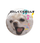 チワワのもにちゃんスタンプ（個別スタンプ：1）