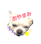 チワワのもにちゃんスタンプ（個別スタンプ：3）