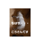 チワワのもにちゃんスタンプ（個別スタンプ：5）