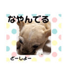 チワワのもにちゃんスタンプ（個別スタンプ：7）