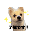ブランだお（個別スタンプ：1）