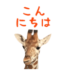 ほほえみフレンズ キリンのBIGスタンプ（個別スタンプ：5）