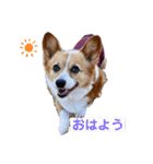 コーギーゆずスタンプ③（個別スタンプ：1）