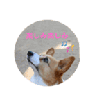 コーギーゆずスタンプ③（個別スタンプ：3）