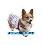 コーギーゆずスタンプ③（個別スタンプ：5）