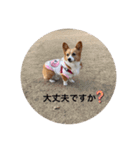 コーギーゆずスタンプ③（個別スタンプ：12）