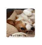 コーギーゆずスタンプ③（個別スタンプ：14）