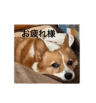 コーギーゆずスタンプ③（個別スタンプ：16）