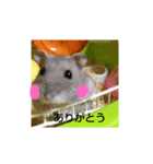 かわいいハッピーちゃん（個別スタンプ：1）