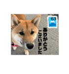 柴犬こむぎだよ（個別スタンプ：7）