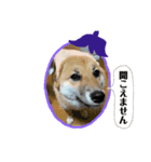 柴犬こむぎだよ（個別スタンプ：8）